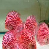 Red Checkerboard Discus (4.5-5")